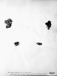Blennothallia crispa image